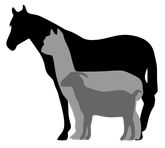 Hartwell Equine